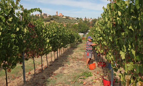 Local products Local products